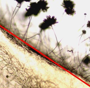 pozorování mikroskopem - plísně rostoucí na zdivu a jejich podhoubí vrostlé do malby